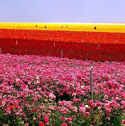 《王者荣耀世界》实机疑似曝光 对比《原神》如何？