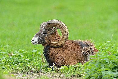 绅士研究《生化危机8》夫人屁股多边形：比1代整体多